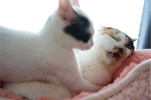 マイとサスケ
