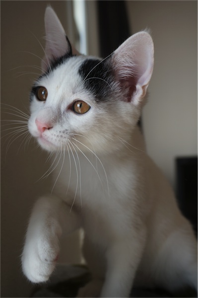 招き猫