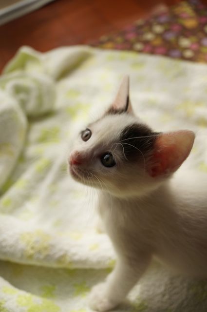 振り向くサスケ