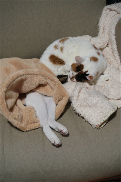 ダメ猫
