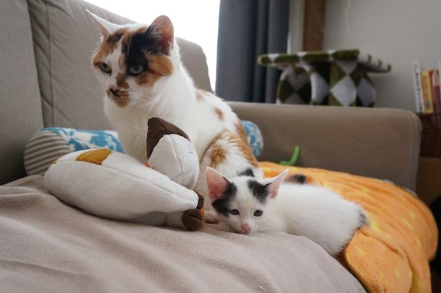 マイとサスケと三毛猫クッション