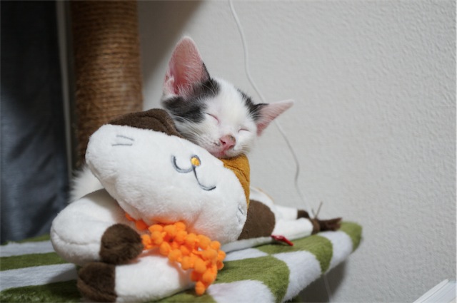 ねんね